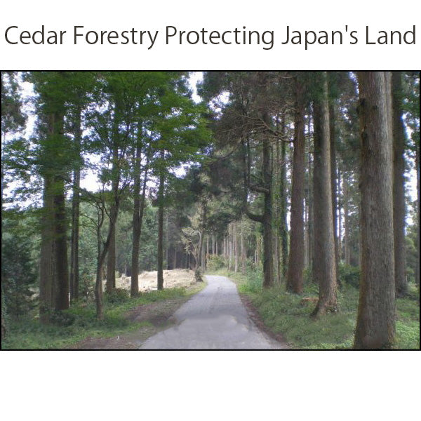 Cedar forestry protecting japan's land